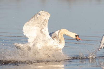 Knlsvan / Mute Swan 