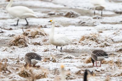 Tundrasvan / Mindre Sngsvan / Tundra Swan