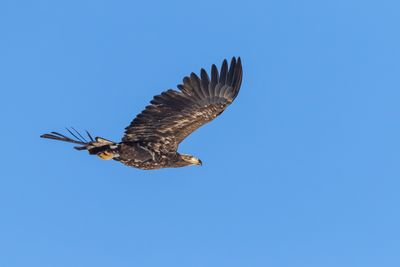 Havsrn / White-tailed Eagle