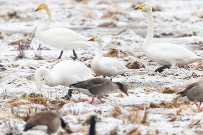 Tundrasvan / Mindre sngsvan / Tundra swan