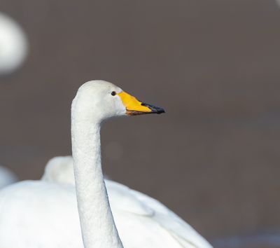 Sngsvan / Whooper Swan