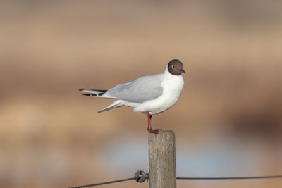 Skrattms / Black-headed Gull