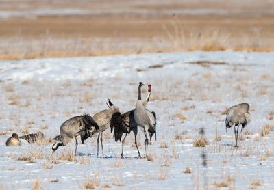 Trana / Common Crane