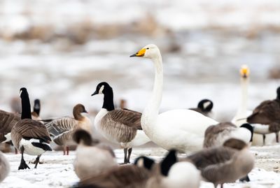 Sngsvan / Whooper Swan