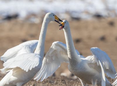 Sngsvan / Whooper Swan