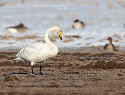 Sngsvan / Whooper Swan