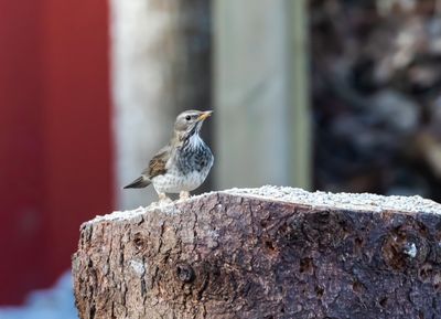Svarthalsad trast / Dark-throated Thrush