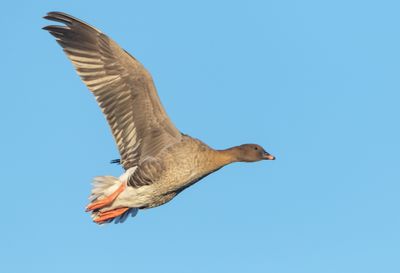 Spetsbergsgs / Pink-footed Goose
