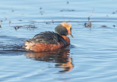 Svarthakedopping / Horned Grebe