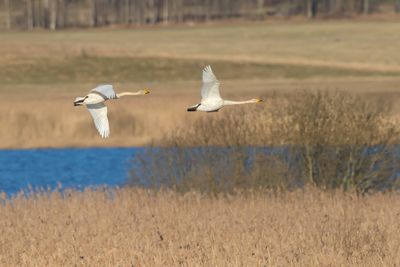 Sngsvan / Whooper Swan