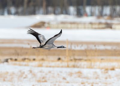 Trana / Common Crane