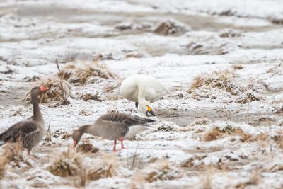 Tundrasvan / Mindre Sngsvan / Tundra Swan