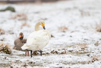Sngsvan / Whooper Swan