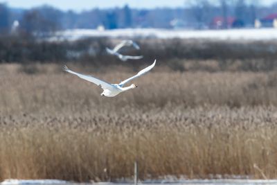 Sngsvan / Whooper Swan