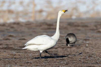 Sngsvan / Whooper Swan