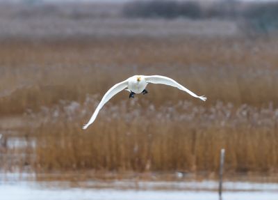 Sngsvan / Whopper Swan
