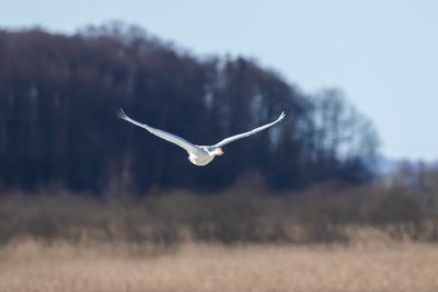 Sngsvan / Whooper Swan