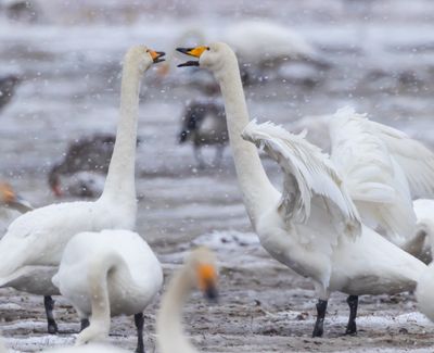 Sngsvan / Whopper Swan