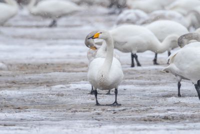 Sngsvan / Whooper Swan