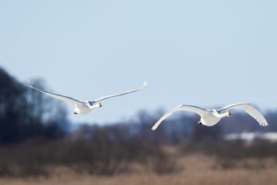 Sngsvan / Whooper Swan