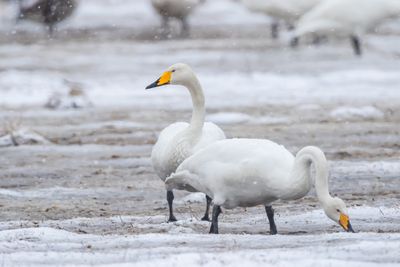 Sngsvan / Whooper Swan