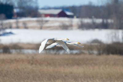 Sngsvan / Whooper Swan
