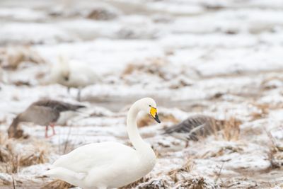 Sngsvan / Whooper Swan