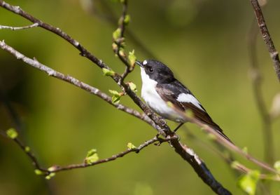Svart-vit flugsnappare / European Pied Flycatcher