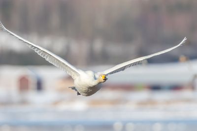 Sngsvan / Whooper Swan