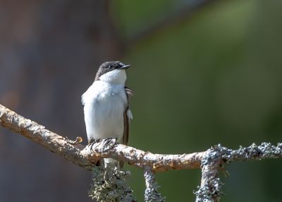 Svart-vit flugsnappare / European Pied Flycatcher