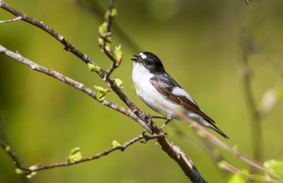 Svart-vit flugsnappare / European Pied Flycatcher