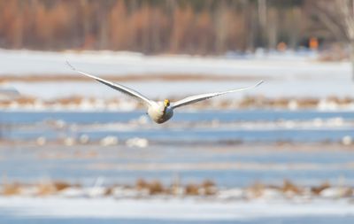 Sngsvan / Whooper Swan