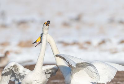 Sngsvan / Whooper Swan