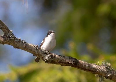 Svart-vit flugsnappare / European Pied Flycatcher
