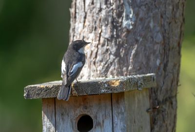 Svart-vit flugsnappare / European Pied Flycatcher