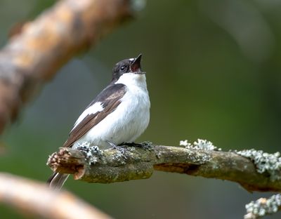 Svart-vit flugsnappare / European Pied Flycatcher