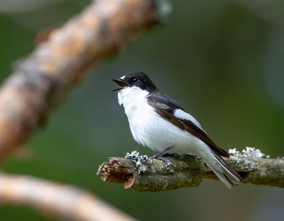 Svart-vit flugsnappare / European Pied Flycatcher