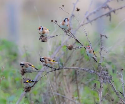 Steglits / Eurasian Goldfinch