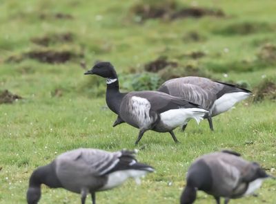 Svartbukig prutgs / Branta nigricans