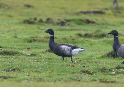 Svartbukig prutgs / Branta nigricans