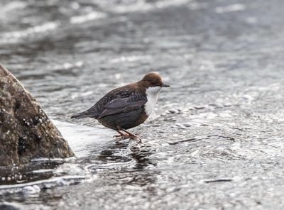 Strmstare / White-throated Dipper