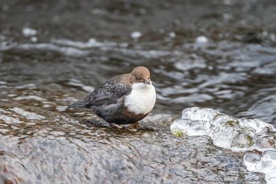 Strmstare / White-throated Dipper