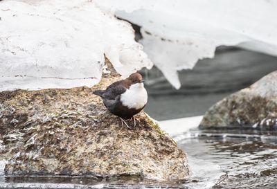 Stmstare / White-throated Dipper