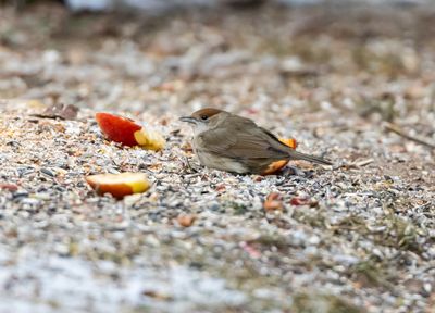 Svarthtta / Blackcap