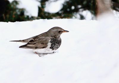  Svarthalsad trast / Dark-throted Thrush / Taigatrast /