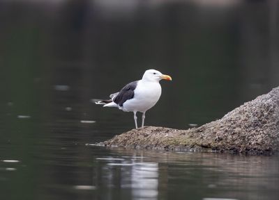 Havstrut-2.jpg