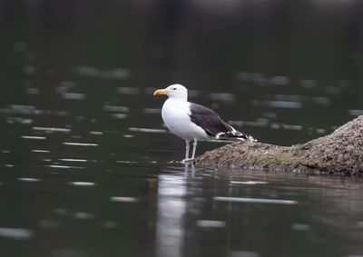 Havstrut / Great Black-backed Gull