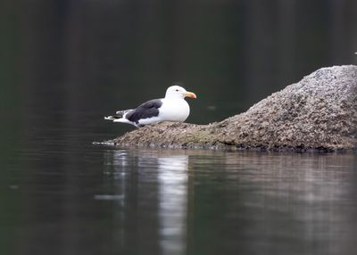 Havstrut / Great Black-backed Gull