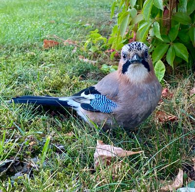 Ntskrika / Eurasian Jay