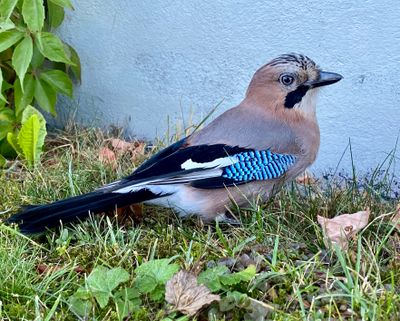 Ntskrika / Eurasian Jay